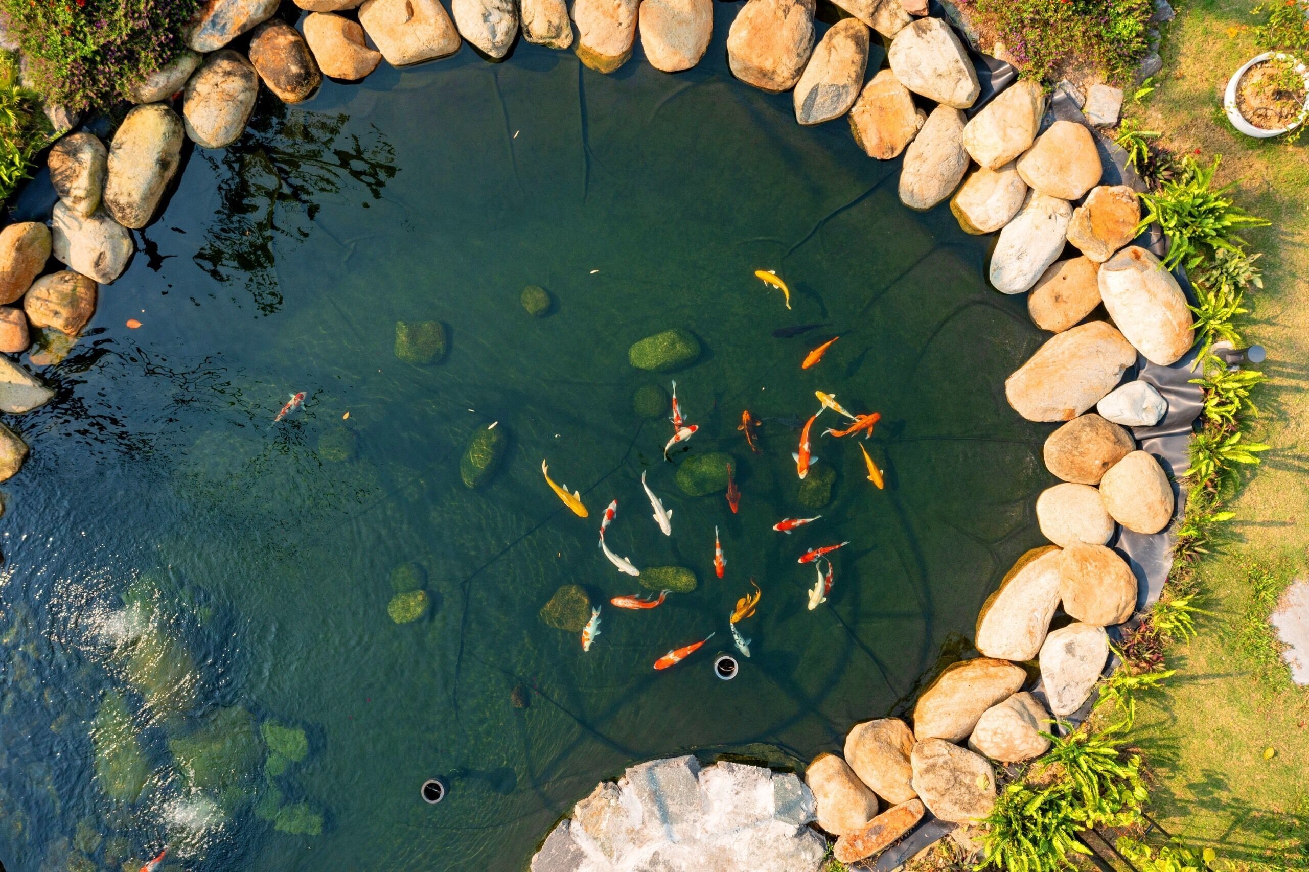 A koi pond surrounded by rocks and plants.