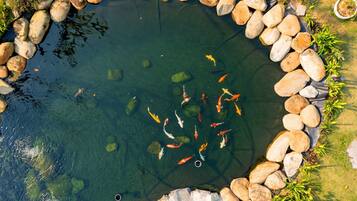 A koi pond surrounded by rocks and plants.