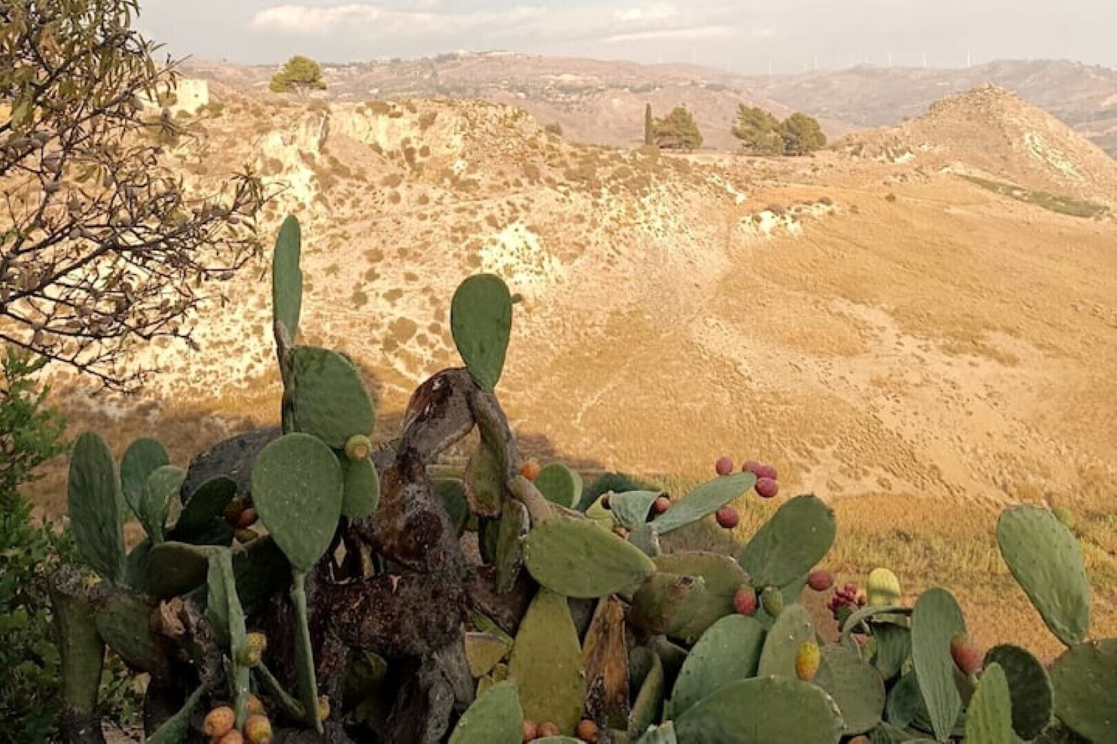A cactus with green leaves and red fruits in a dry, hilly landscape.