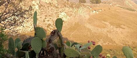 A cactus with green leaves and red fruits in a dry, hilly landscape.