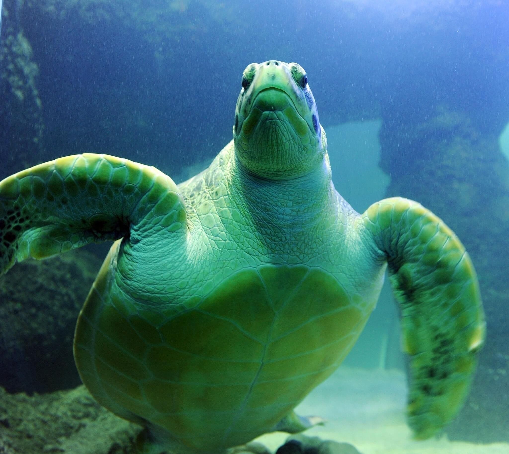 Una tortuga marina nadando en aguas cristalinas.