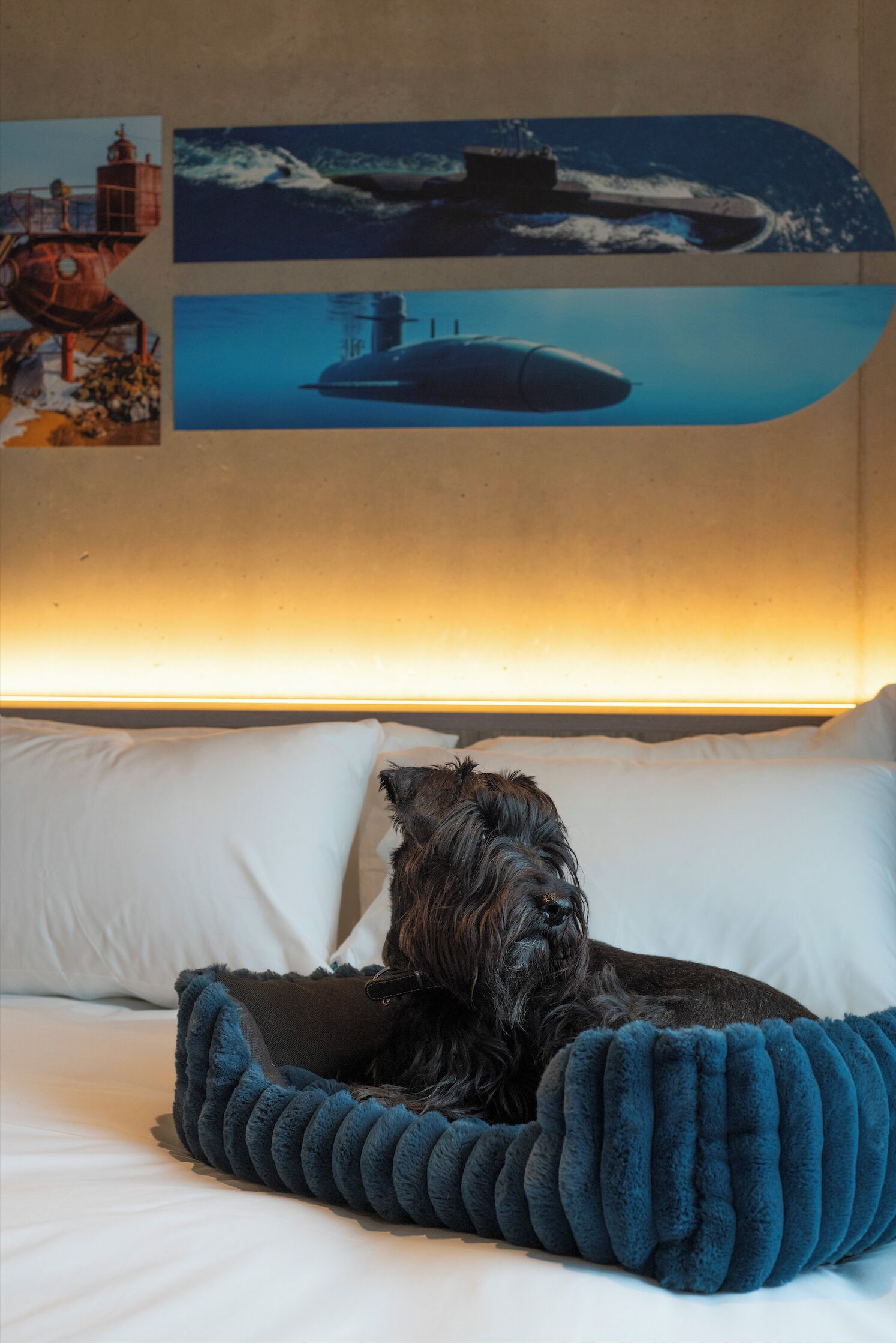 A bed with a dog lying in a blue bedspread, white pillows, and a wall with nautical-themed artwork.