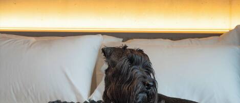 Una cama con un perro recostado sobre una colcha azul, almohadas blancas y una pared decorada con motivos náuticos.