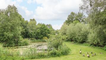 Une zone herbeuse avec un étang et des arbres.