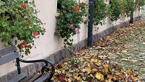 Un edificio con una fila de ventanas, un banco y un suelo empedrado cubierto de hojas caídas.