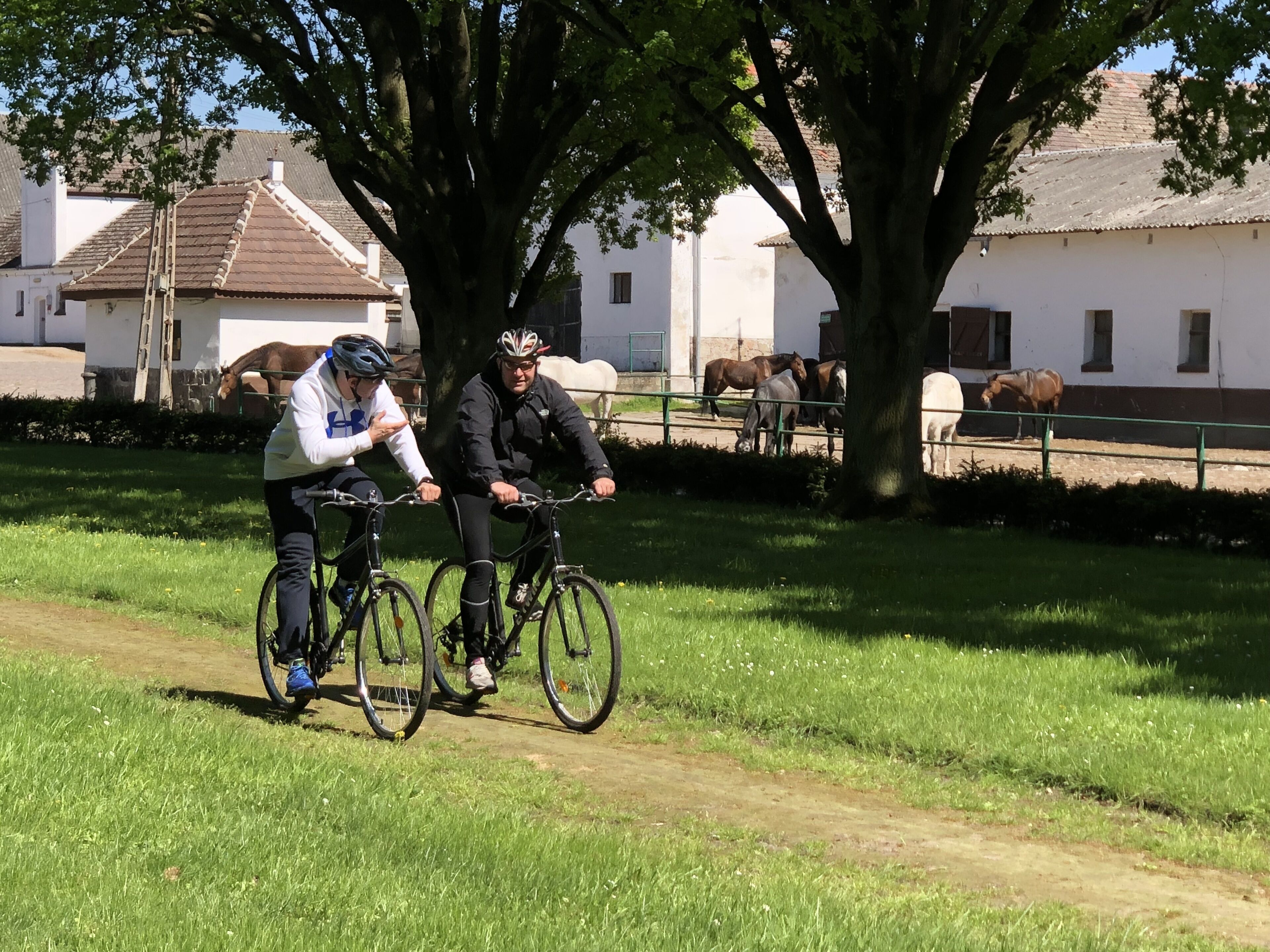 Two people riding bicycles on a dirt path with horses in the background.