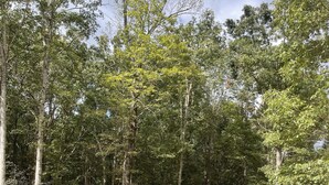 A cabin with a porch, surrounded by trees. - Cozy cabin in the woods.   Close to boat ramp.  Shared 5 bay boat storage  (Counce)