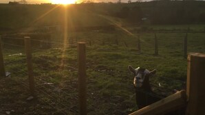 Una llama en un campo cercado con el sol poniéndose al fondo.