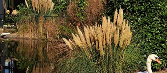 Chalet Aleblie op een Vakantiepark in Midden Limburg