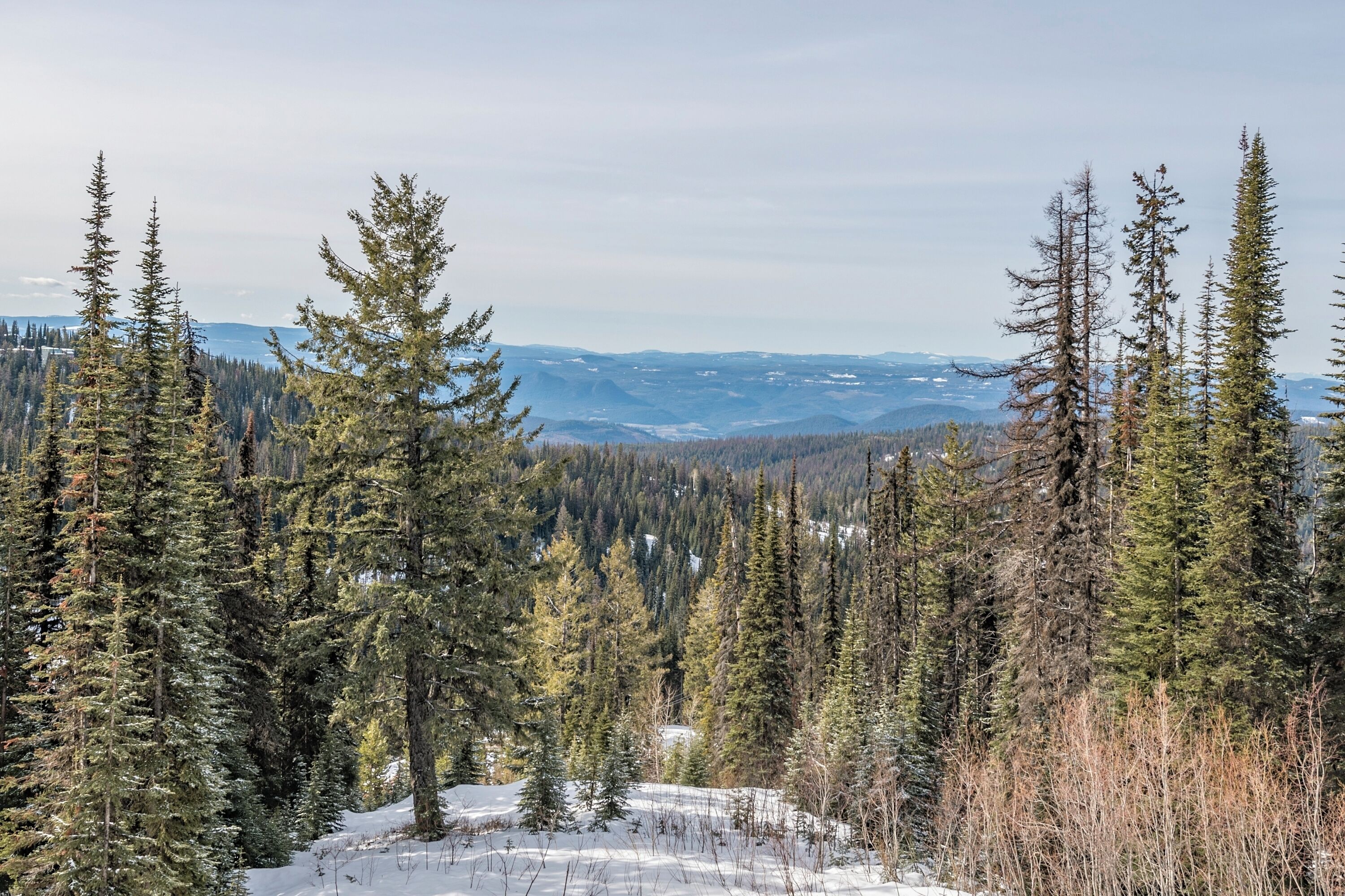 A mountainous landscape with dense evergreen trees and snow-covered ground.