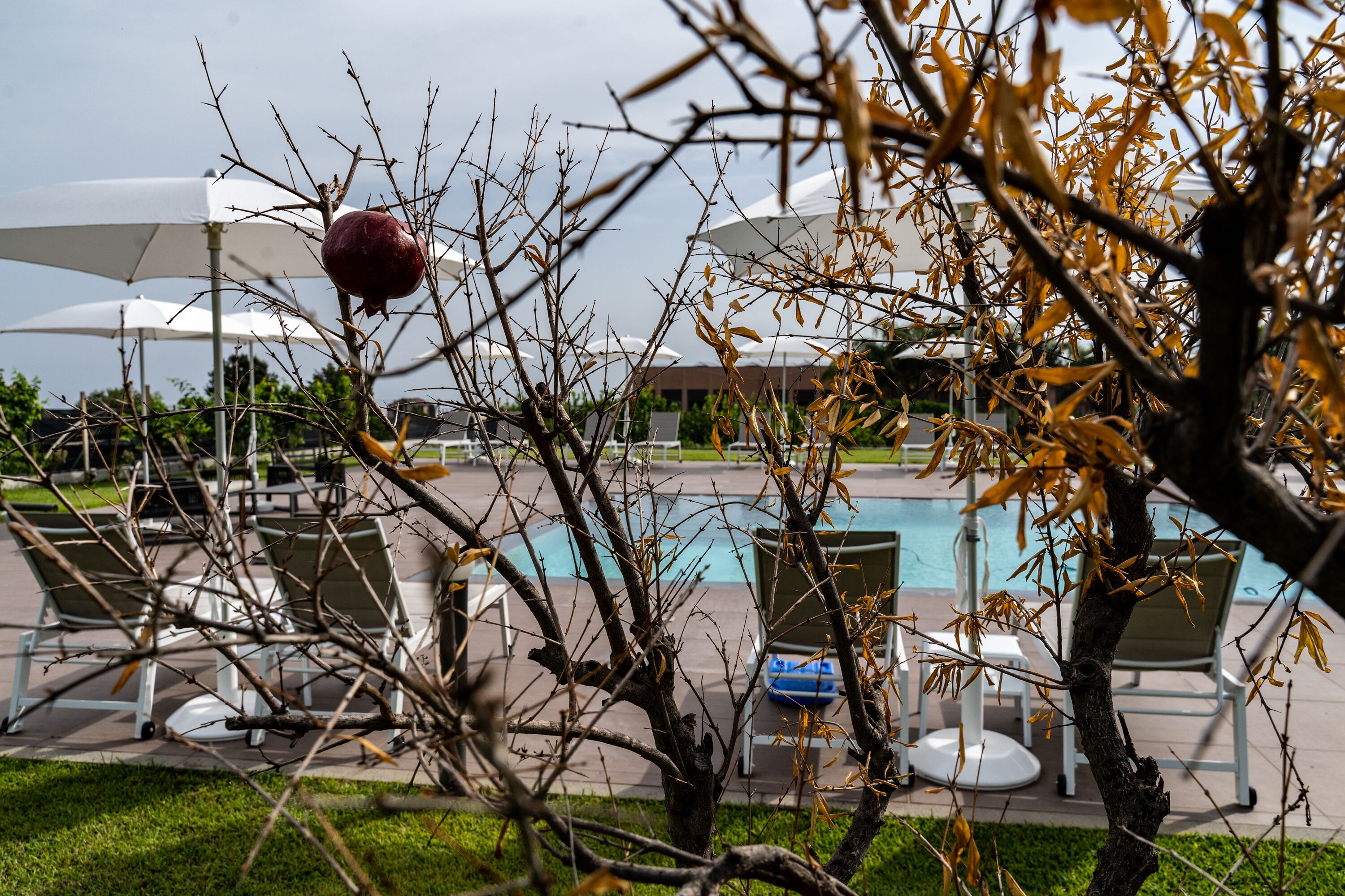 Un espace aménagé au bord de la piscine, avec des chaises longues et des parasols, une grenade sur une branche d’arbre, et une vue dégagée sur la piscine.