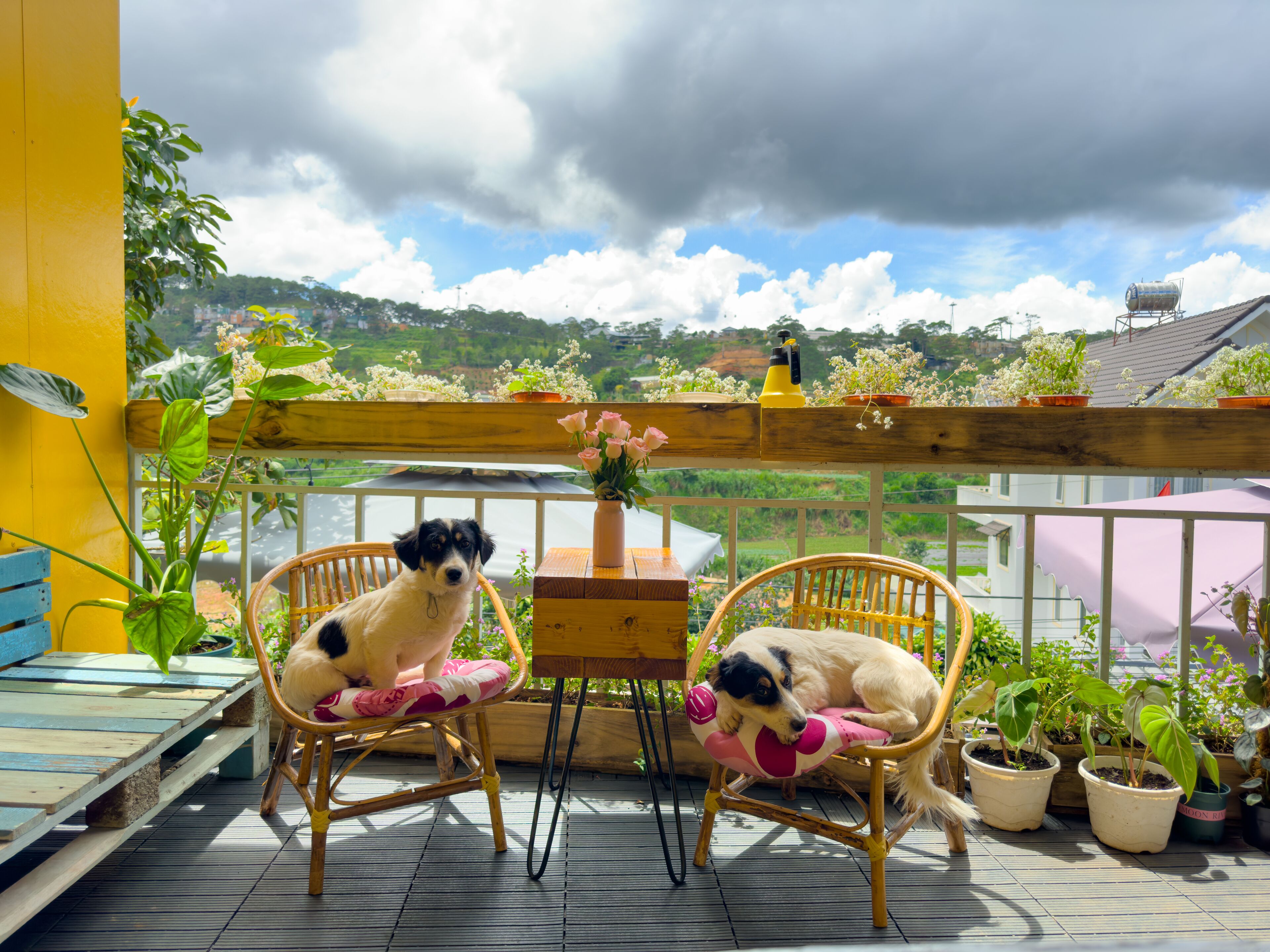 Two wicker chairs with cushions on a wooden deck, surrounded by potted plants and a wooden trellis.