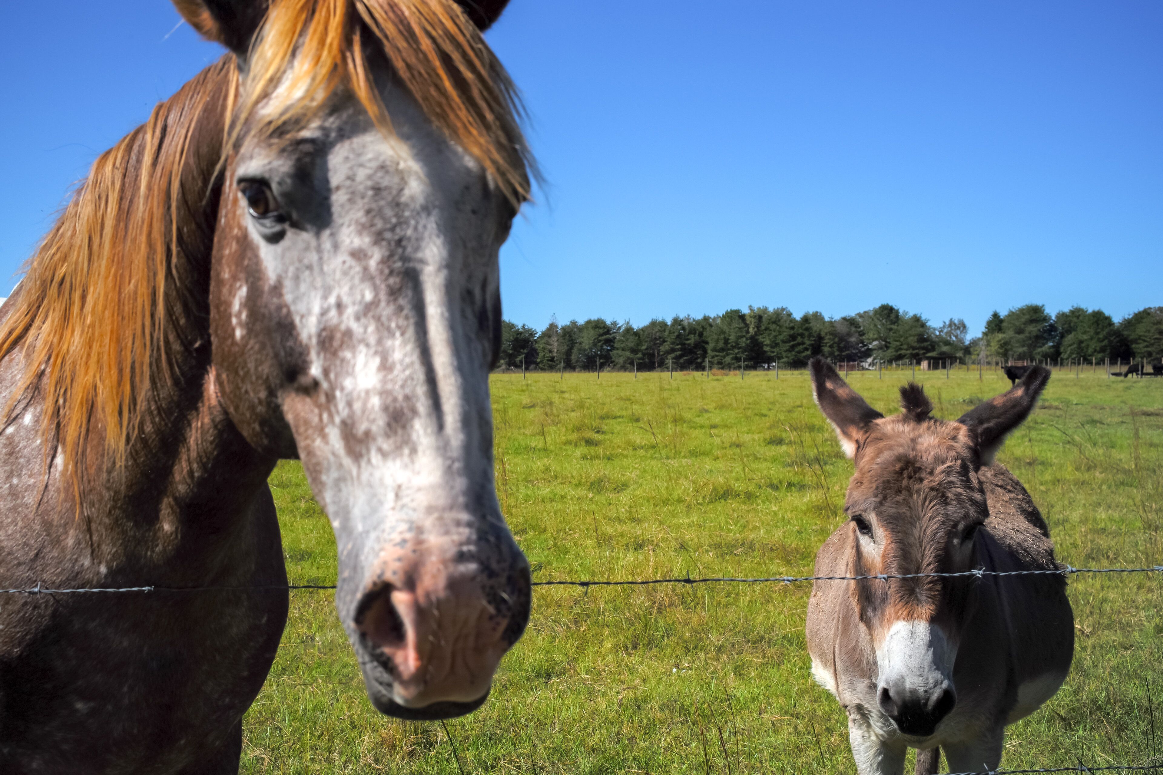 Ein Pferd und ein Esel stehen auf einer Wiese, im Hintergrund ist ein Zaun zu sehen.