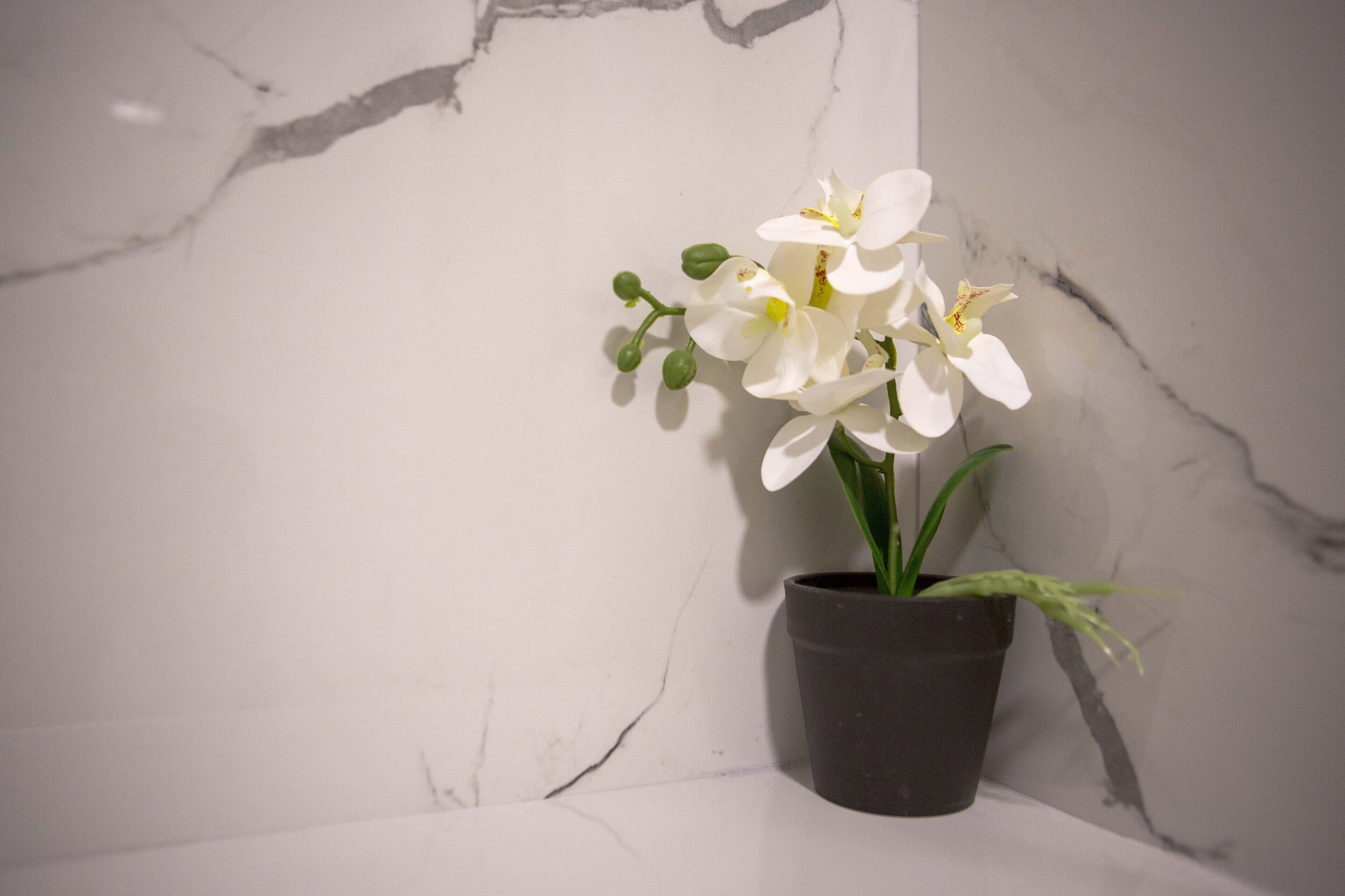 A potted orchid against a marble wall.