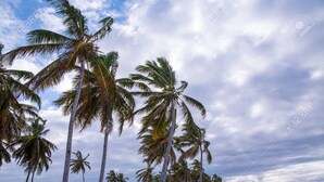 A beach with palm trees and a sandy shore. - Hotel playas (Pedernales)