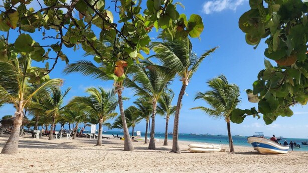 Une plage bordée de palmiers, une rive sablonneuse et des bateaux.