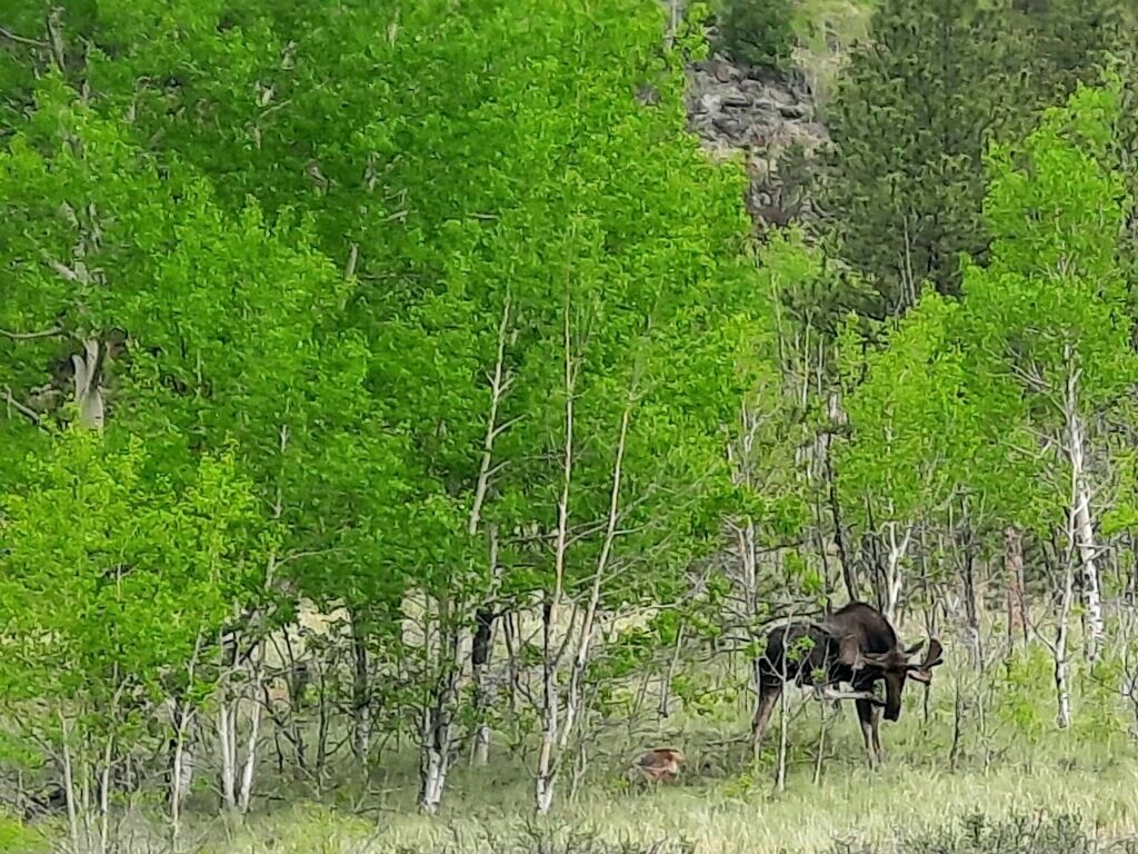 Bison Peak Lodge at Puma Hills, a Luxury Glamping Experience in Central CO