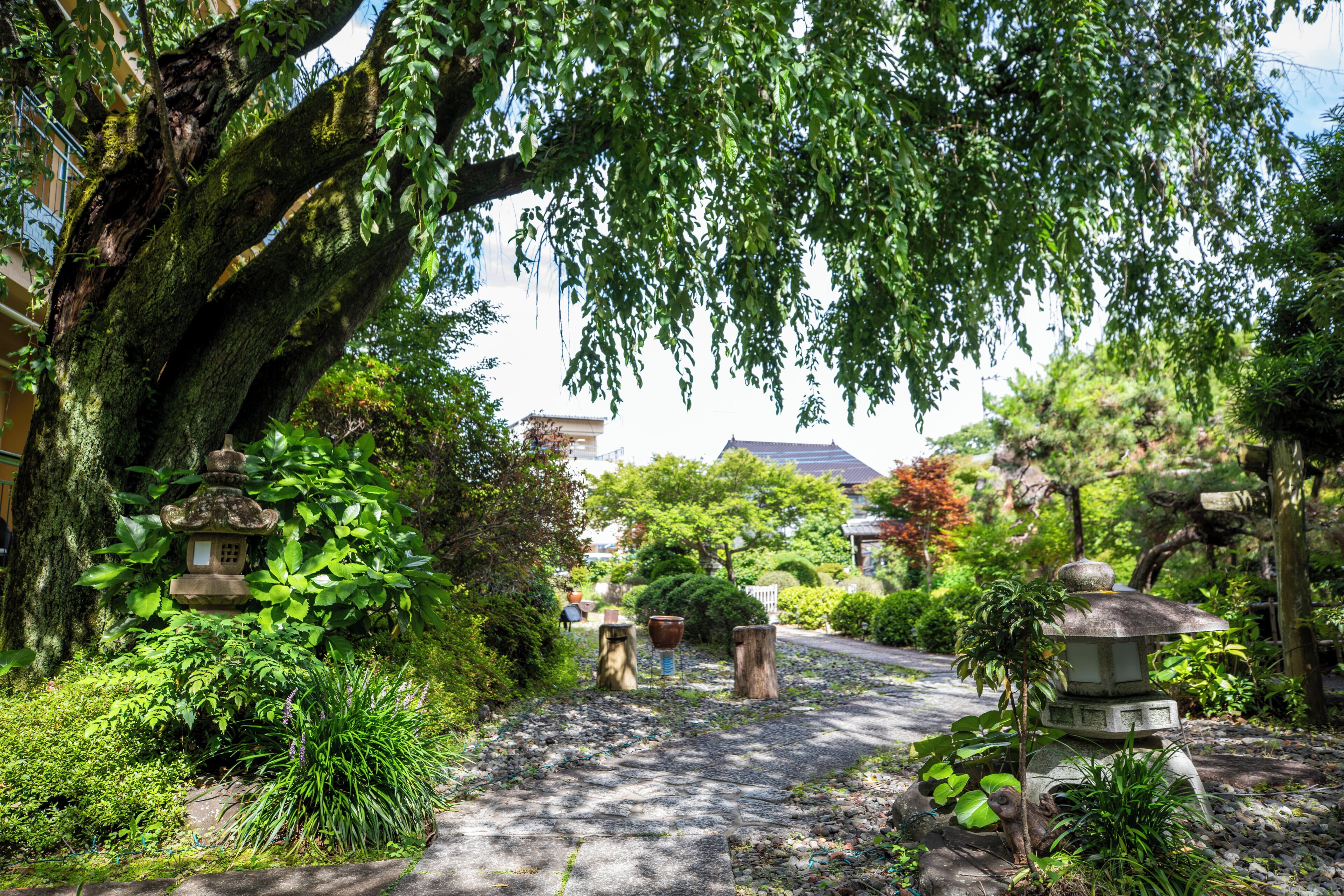 A pathway leading through a garden with stone lanterns and a large tree.
