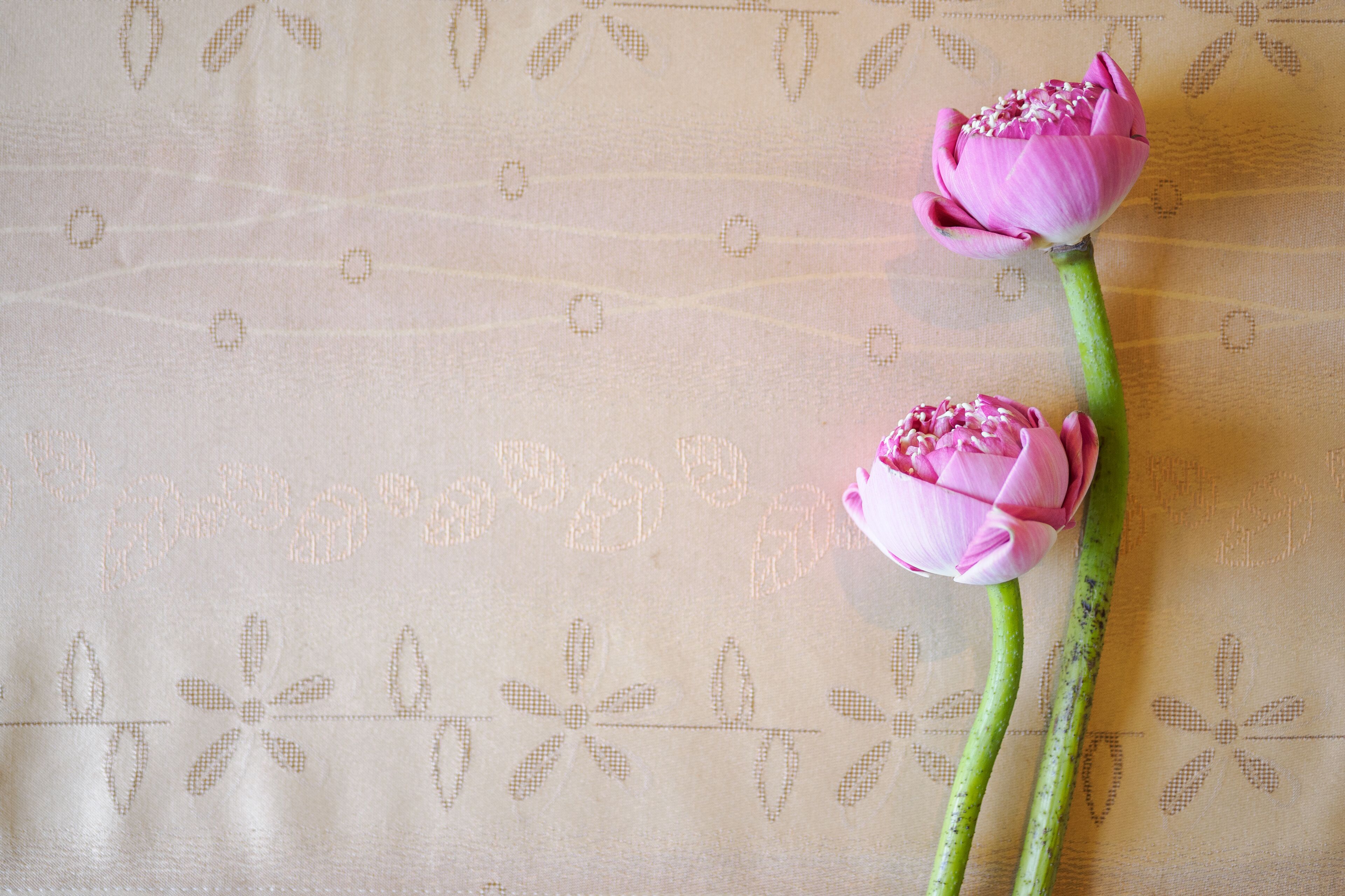 Two pink lotus flowers on a patterned fabric background.