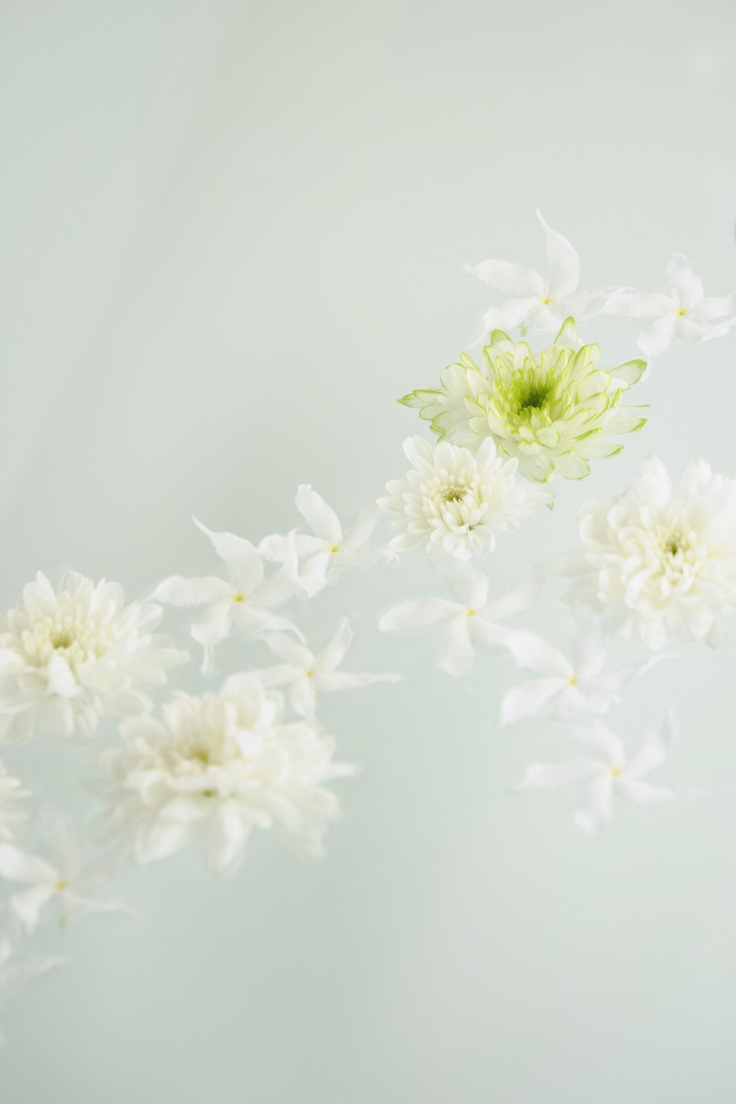 A series of white flowers against a light background.