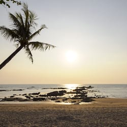 Walking along the shoreline, guests can enjoy the tranquil beach with a palm tree, rocks, and pebbles.