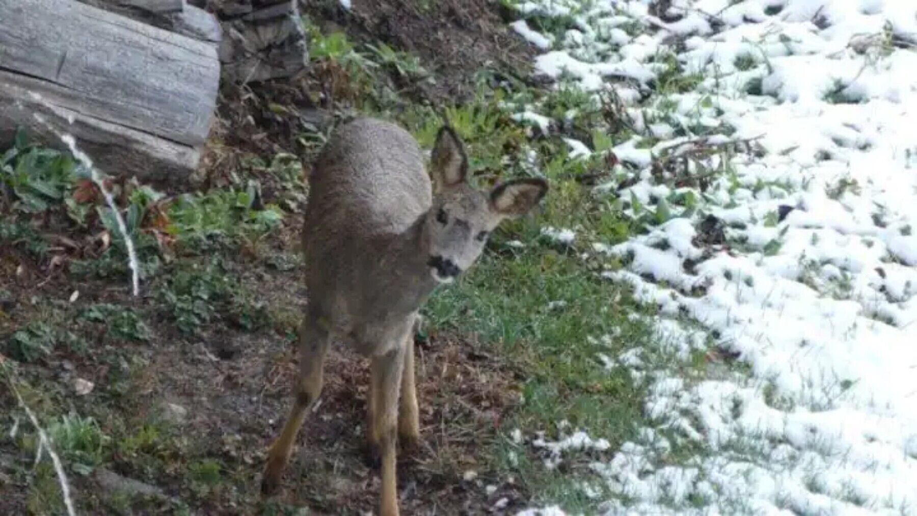 A deer in a natural setting with snow on the ground.