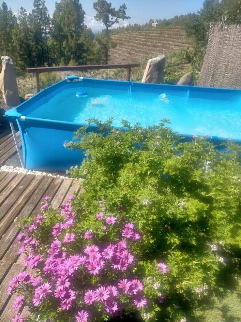 A swimming pool with a wooden deck and a garden with pink flowers.