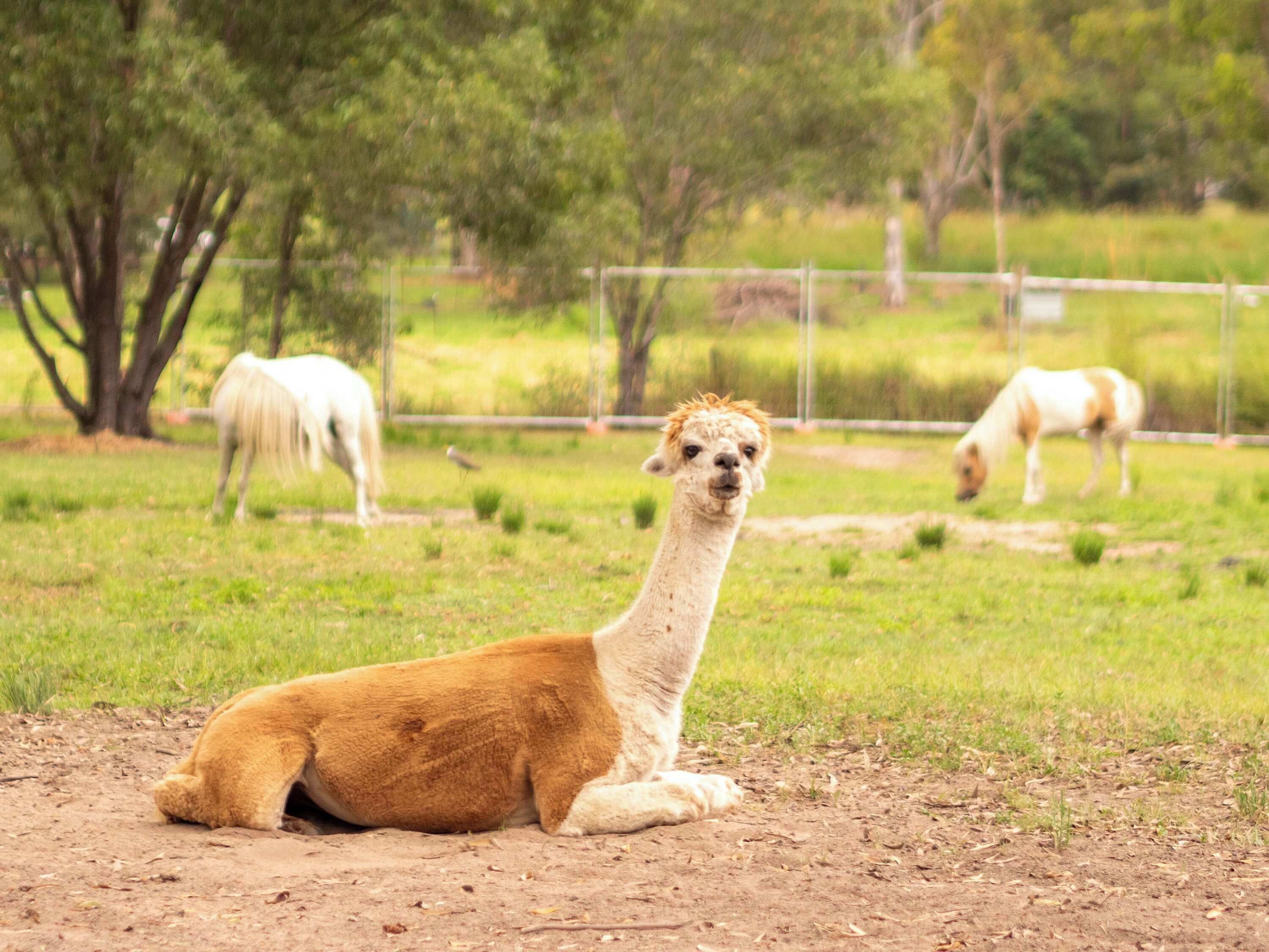 Een lama ligt op de grond in een grasveld met bomen en een hek op de achtergrond.