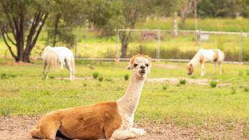 Een lama ligt op de grond in een grasveld met bomen en een hek op de achtergrond.
