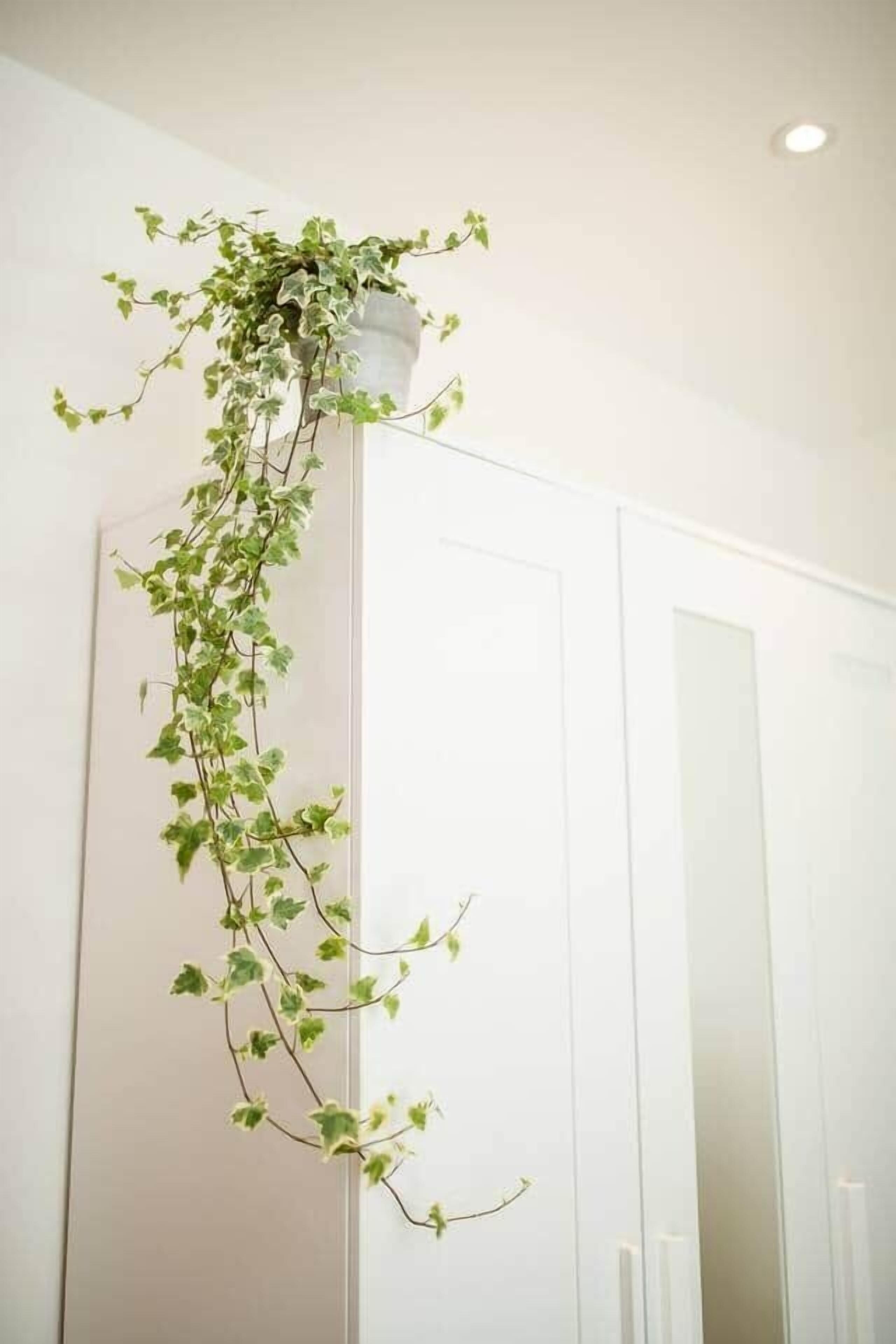 Um guarda-roupa branco com uma planta pendente.