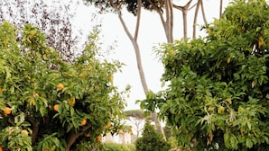Un sendero flanqueado por bicicletas y plantas en macetas.