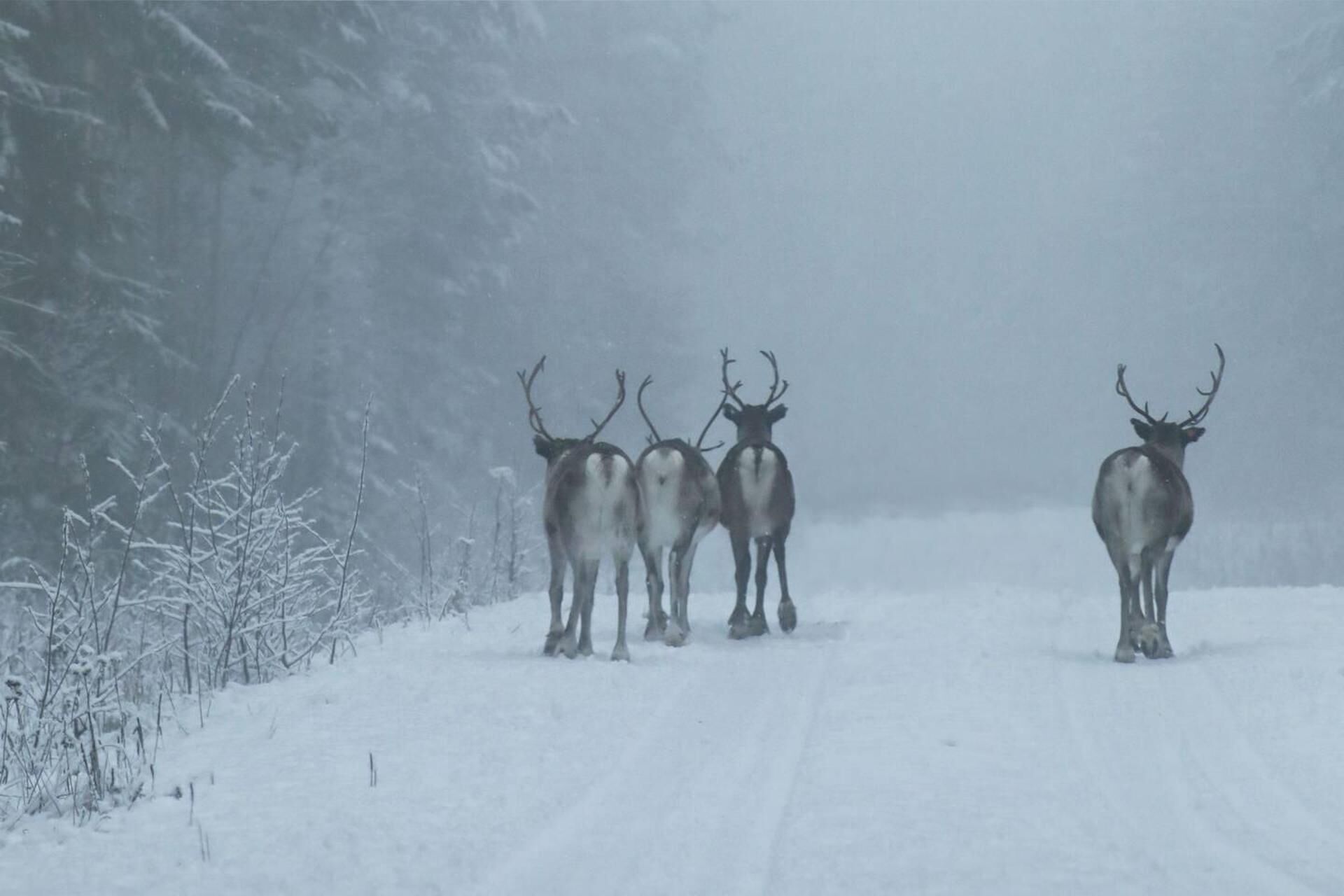 Paesaggio innevato con quattro cervi in fila.