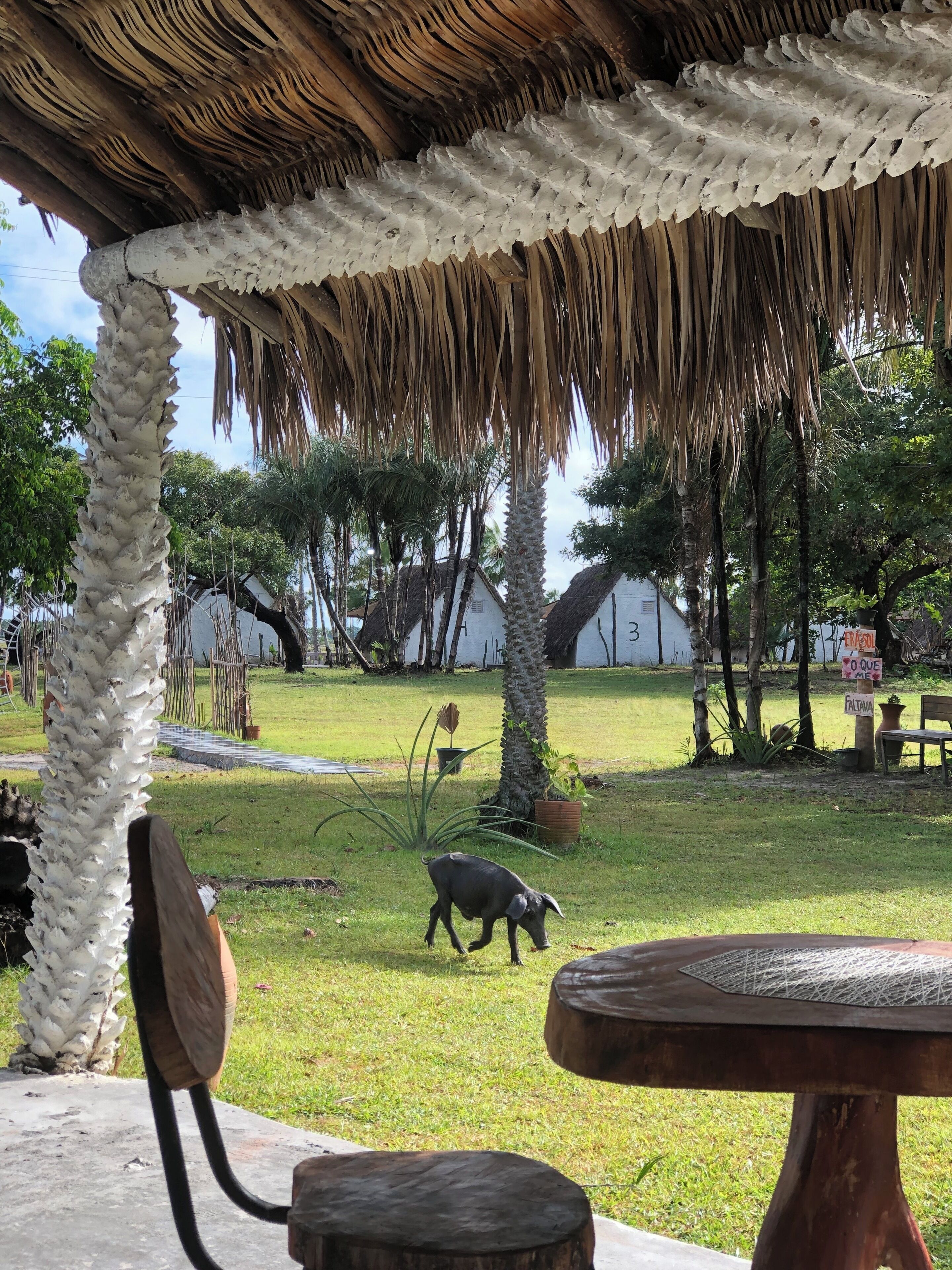A covered outdoor area with a thatched roof, a wooden table, and a grassy lawn with a pig grazing.