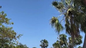 A rural landscape with palm trees, a dirt path, and white structures that appear to be animal shelters. - zaya lençois hotel (Santo Amaro do Maranhão)
