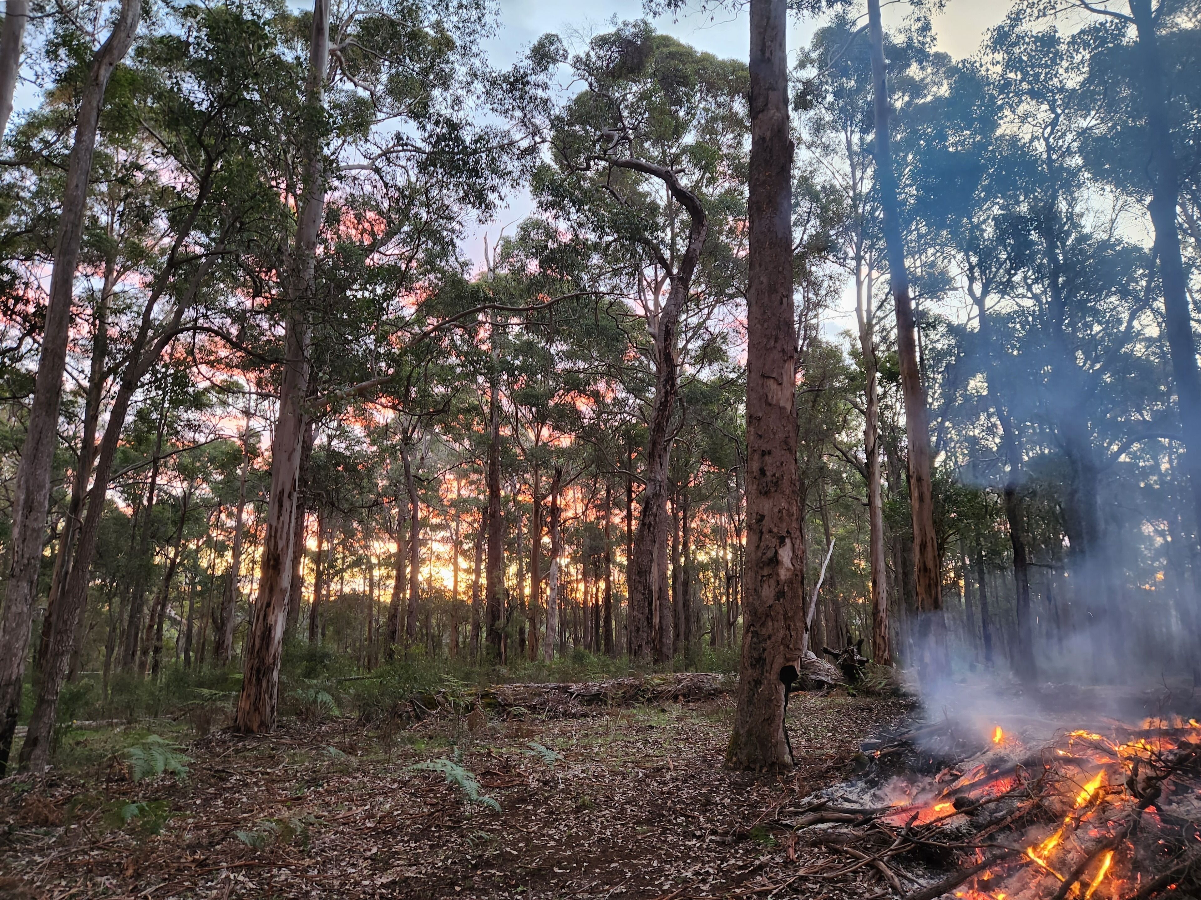 A forest with a campfire.
