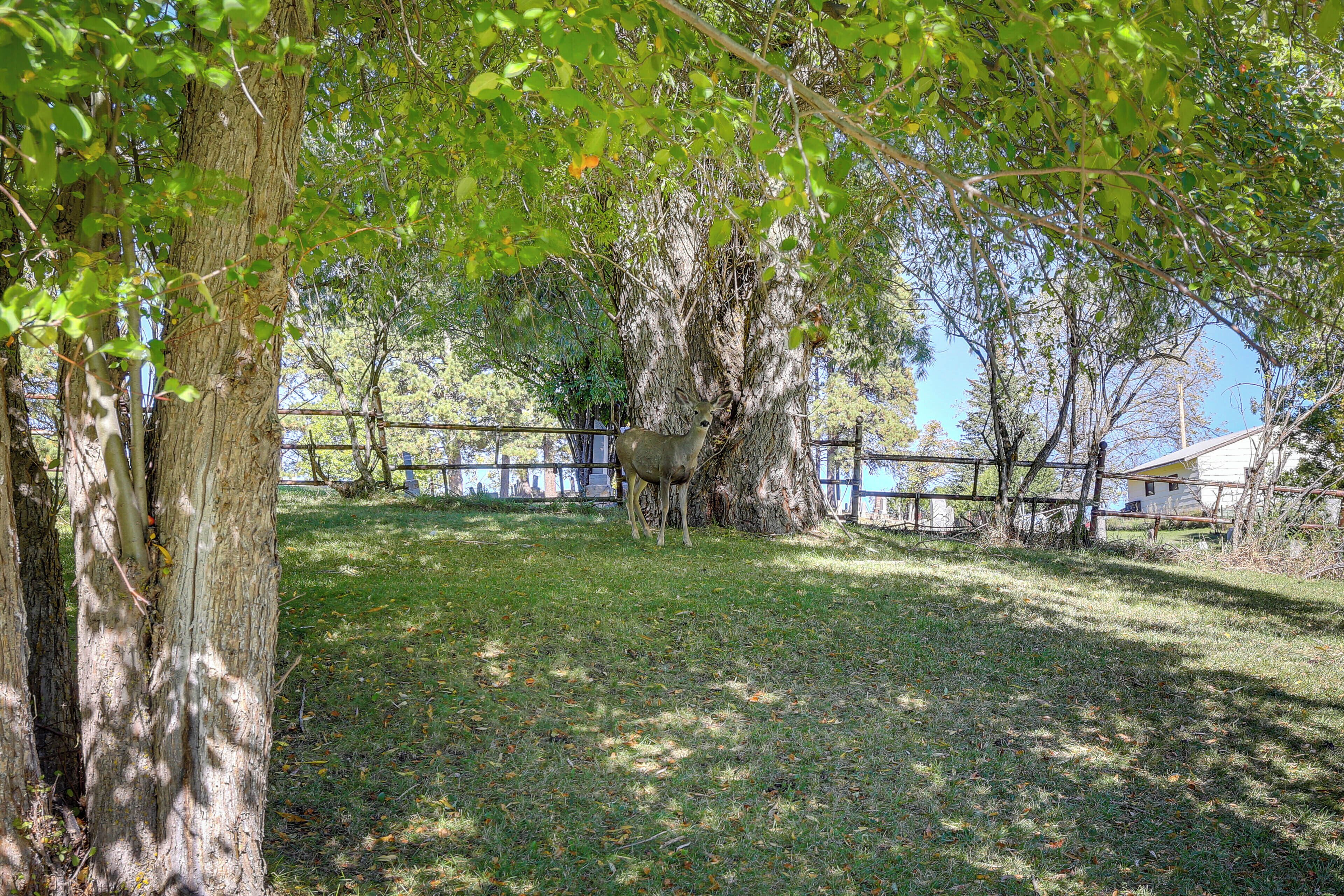 A fenced outdoor area with a large tree and a deer standing near the fence.