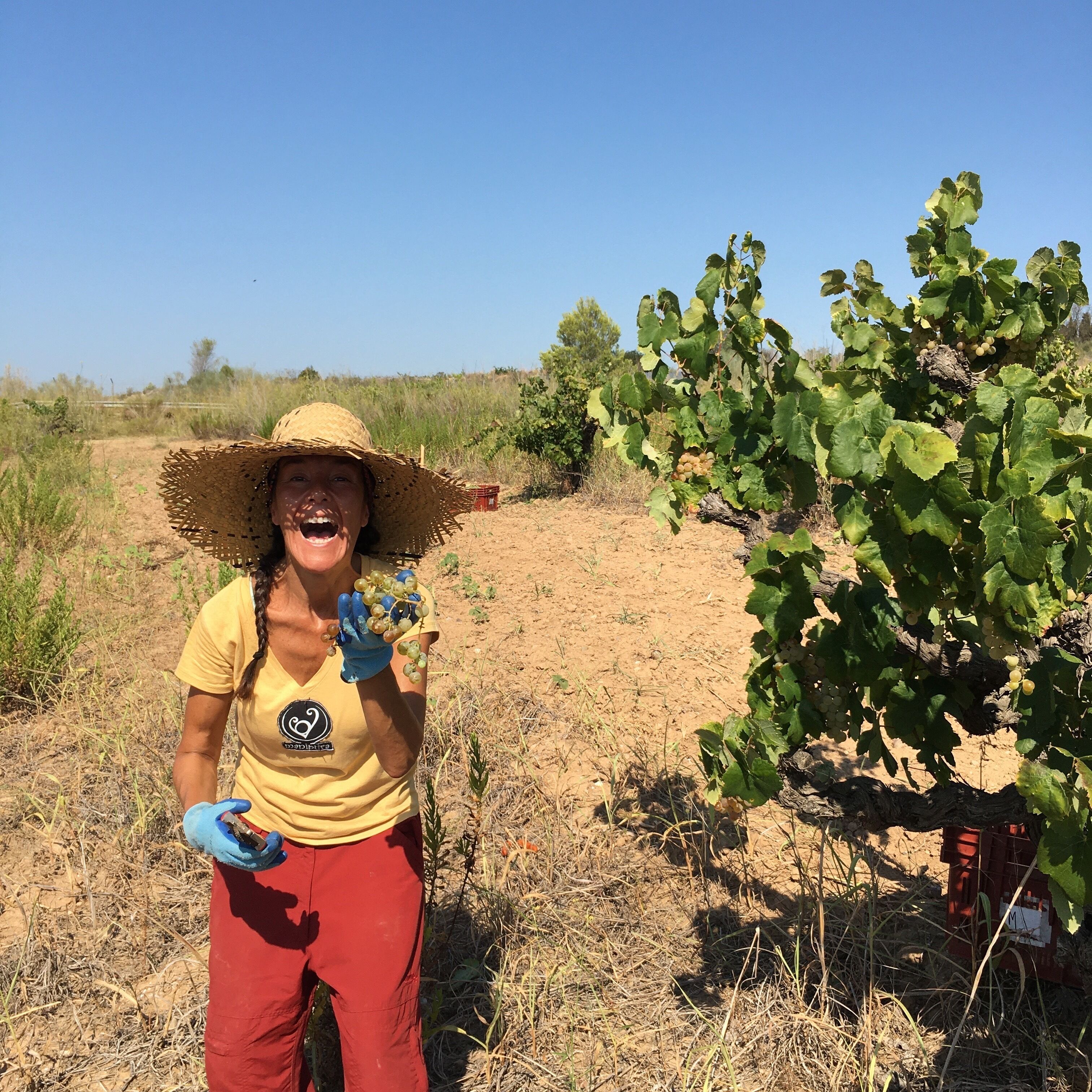 A person in a yellow shirt and red pants holding grapes in a vineyard.