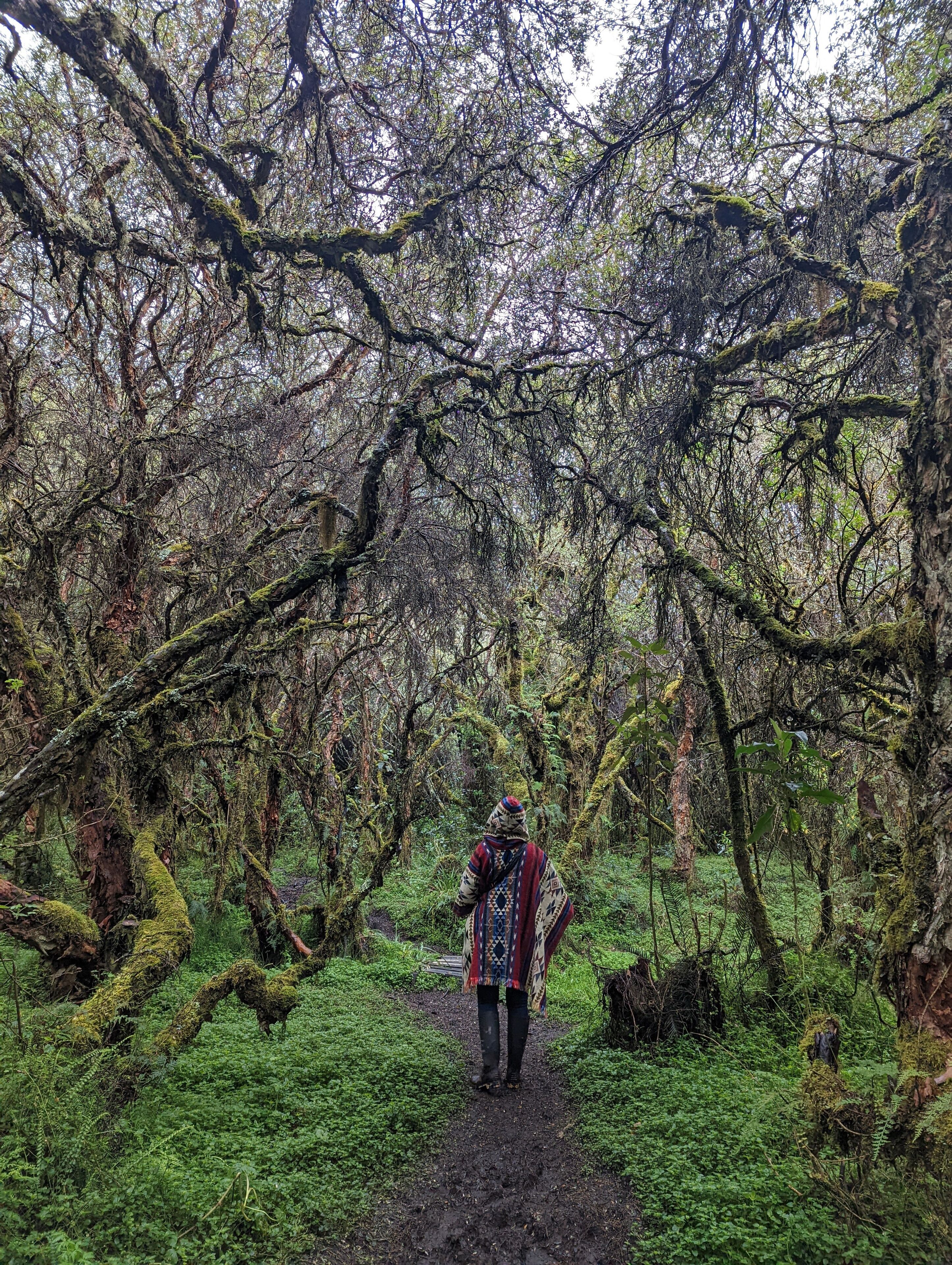 A person walking on a moss-covered path in a dense forest.