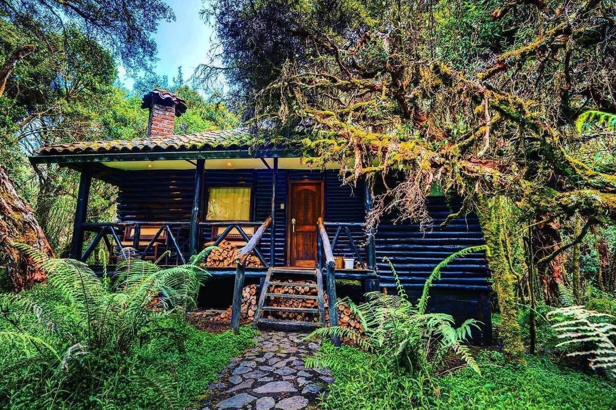 Una cabaña rústica rodeada de un bosque denso.