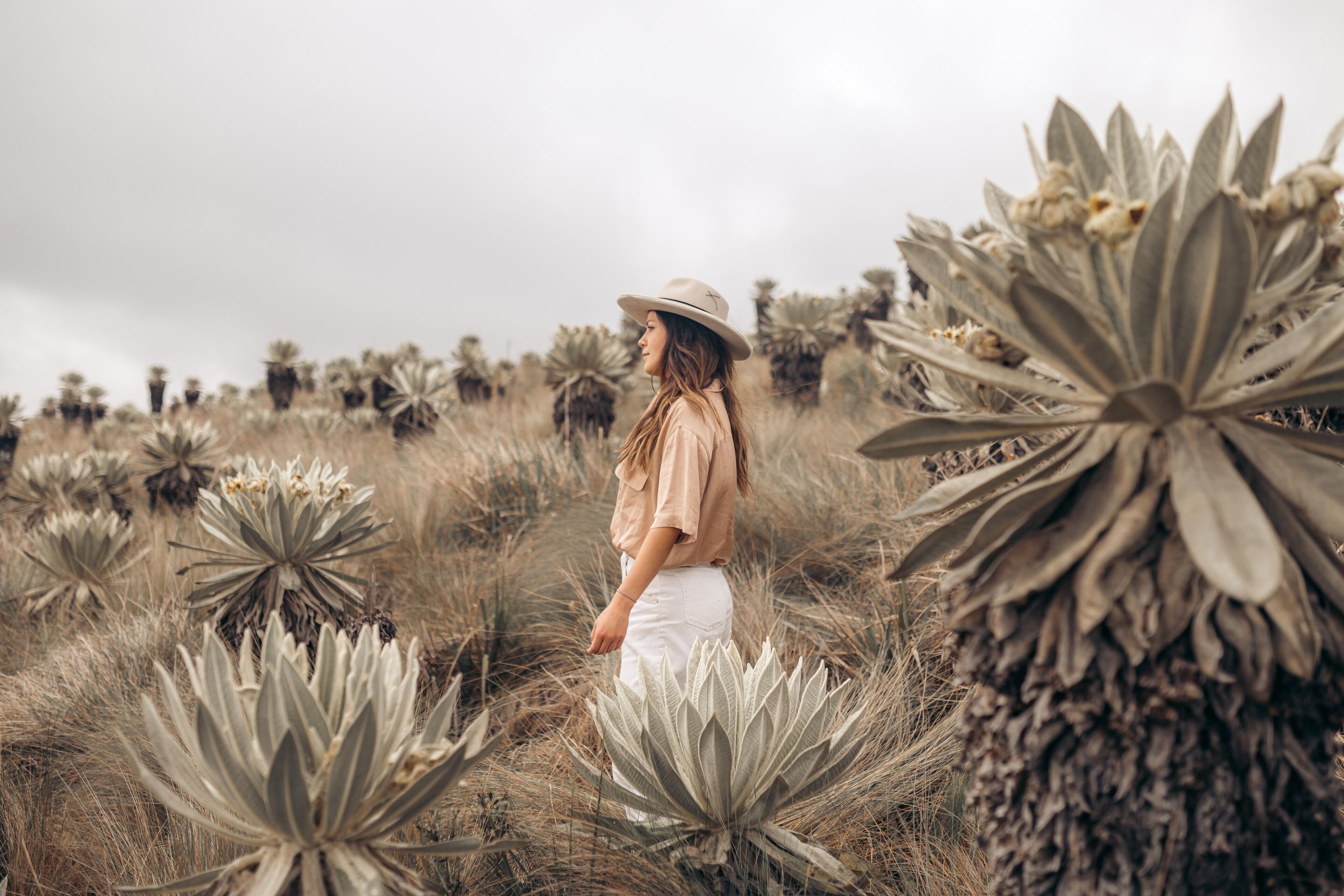 Una persona de pie en un campo de plantas de agave.