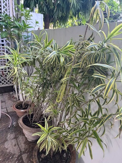 “CHANDRAJYOTI Villa” stay with all amenities.