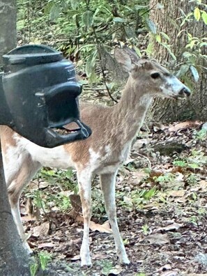 Imagen sin descripción, 4 de 15, botón