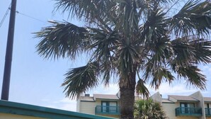A sign with "PEREGRINE" and a palm tree symbol, indicating a hotel or resort. - Beachfront Two Bedroom Condo with a Pool/2 nights or 7 nights. Pet friendly! (Freeport)