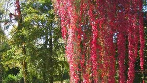 Un kiosque agrémenté d’un arbre aux feuilles rouges en arrière-plan, entouré d’herbe et de quelques chaises.