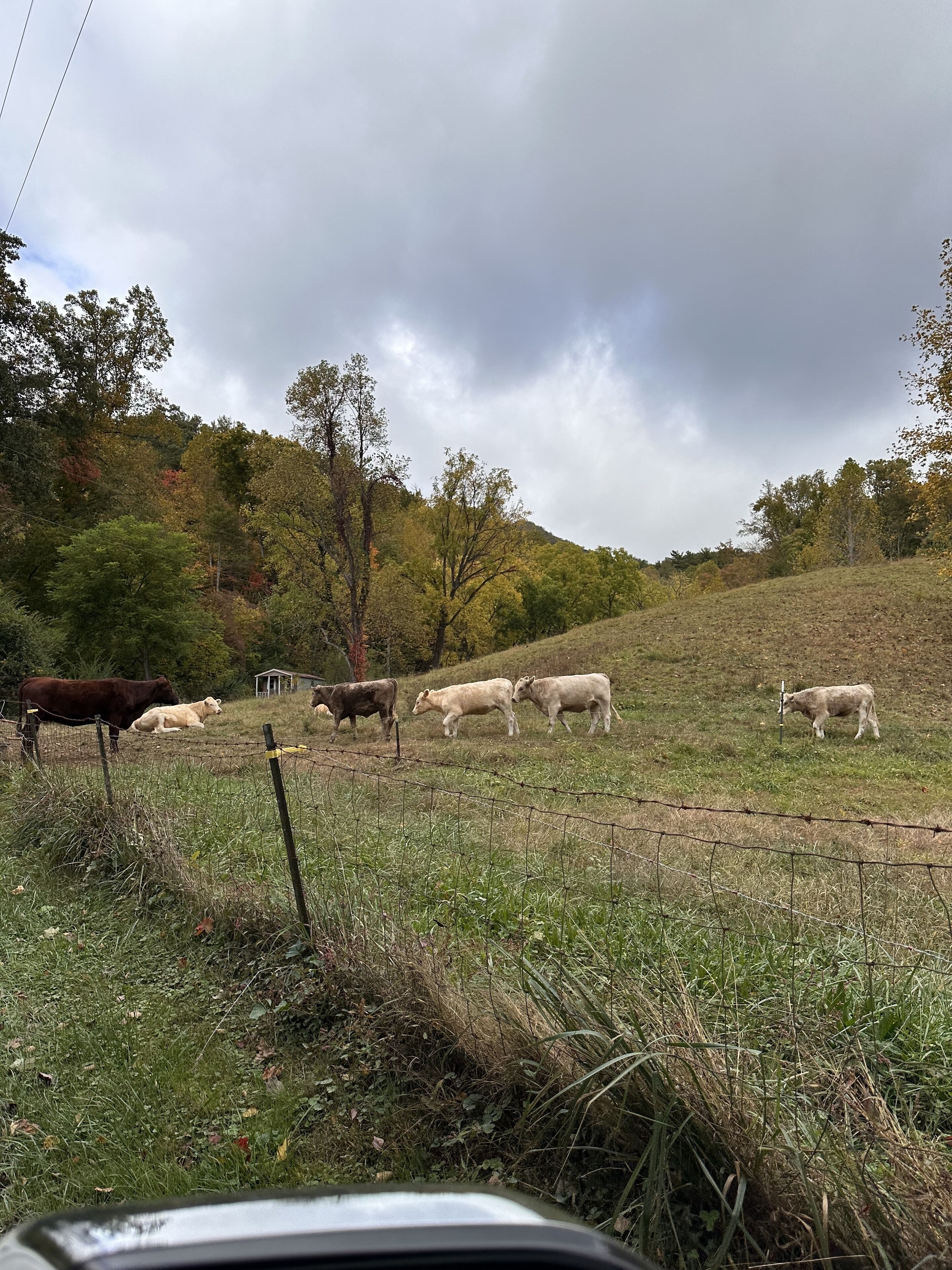 Un paisaje rural con un campo cubierto de hierba, algunas vacas y una construcción de madera al fondo.