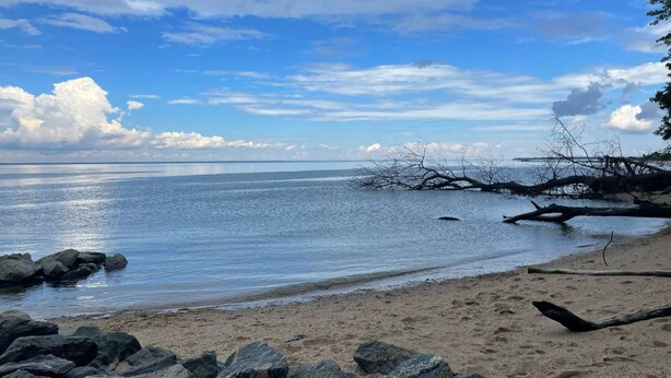 A beach with clear water, rocks, and a tree branch.