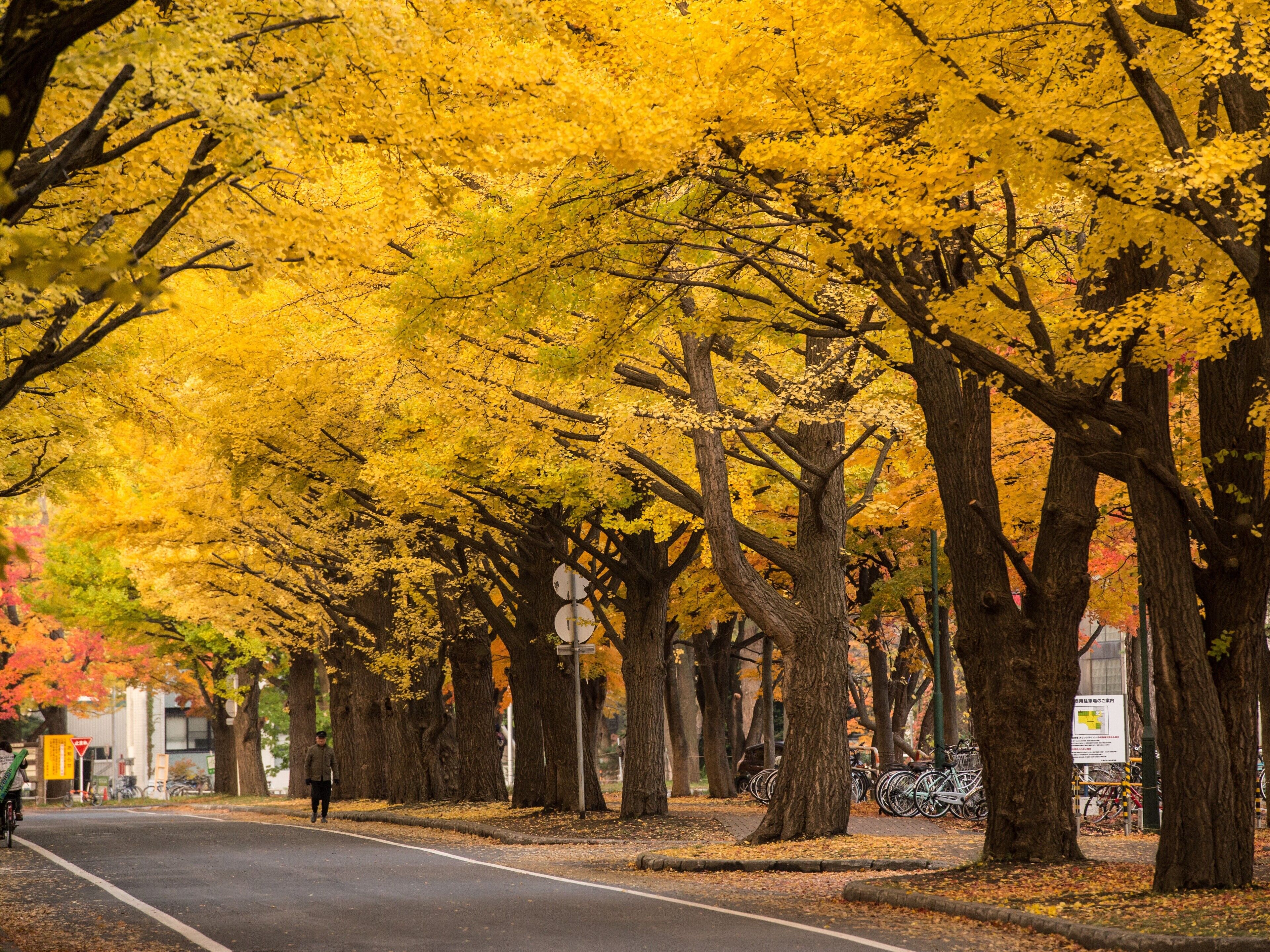 Photo - the b sapporo