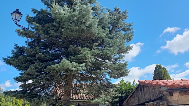 Ein Steinhaus mit einem hölzernen Tor, ein großer Baum davor und ein klarer, blauer Himmel.