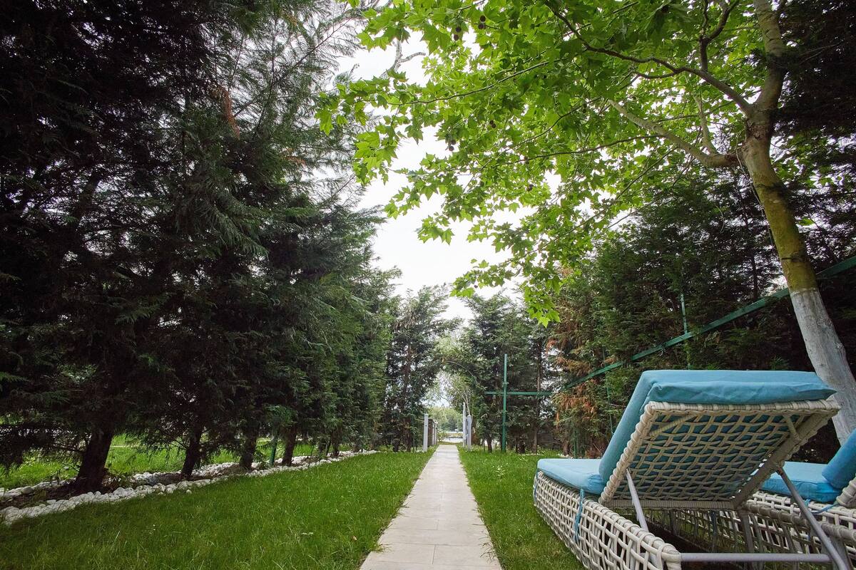 A pathway flanked by trees and a row of lounge chairs with blue cushions.