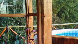 Una habitación con una mesa de vidrio, una planta en maceta y una terraza de madera.